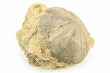 Jurassic Sea Urchin (Clypeus) Fossil - England #242206-1